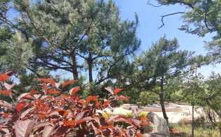 沈阳墓园生态墓地公墓受到越来越多人的关注和青睐