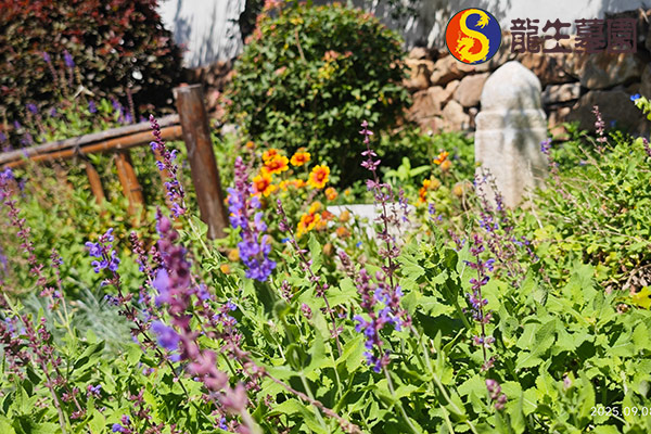 选择沈阳陵园生态葬有哪些好处？绿色安葬的优势解析