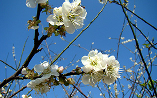沈阳公墓
